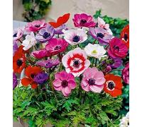 Nouvelles graines de fleurs d'anémone fraîches 90 pièces