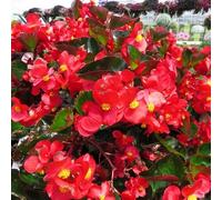 Nouvelles graines de fleurs de bégonia fraîches 100 pièces