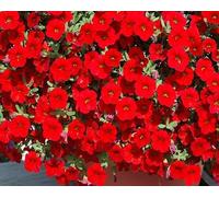 Nouvelles graines de fleurs de calibrachoa fraîches 100 pièces