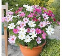 Nouvelles graines de fleurs de cosmos fraîches mélangées de 70 pièces