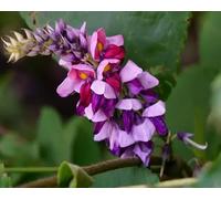 Nouvelles graines de fleurs de kudzu fraîches 100 pièces