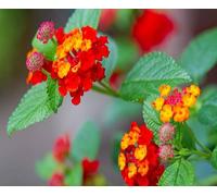 Nouvelles graines de fleurs de Lantana fraîches 100 pièces
