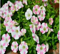 Nouvelles graines de fleurs de Surfinia blanches et roses fraîches 100 pièces