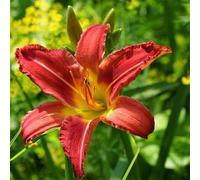 Nouvelles graines de fleurs d'hémérocalles fraîches 100 pièces