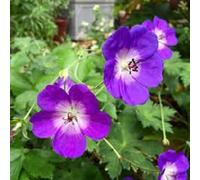 Nouvelles graines de fleurs fraîches de géranium Rozanne 100 pièces