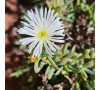 Nouvelles graines de fleurs fraîches de Lampranthus 90 pièces