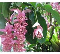 Nouvelles graines de fleurs fraîches de Medinilla Magnifica 100 pièces