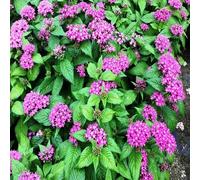 Nouvelles graines de fleurs fraîches Pentas 100 pièces