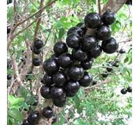 Nouvelles graines de fruits jaboticaba fraîches 100 pièces