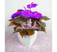 Nouvelles graines de graines de semences fraîches, graines de caoutchouc Anthurium Andraeanu, fumer l'air pur de formaldéhyde, 100 PCS / Paquet,