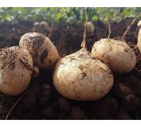 Nouvelles graines de légumes jicama crème fraîche 60 pièces