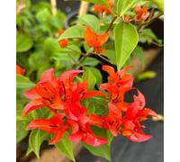 Nouvelles graines fraîches de fleurs de bougainvilliers rouges 50 pièces