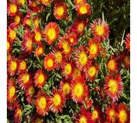 Nouvelles graines fraîches de fleurs de Delosperma rouges 100 pièces