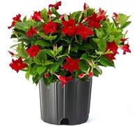 Nouvelles graines fraîches de fleurs de Dipladenia rouge 70 pièces