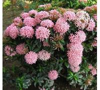 Nouvelles graines fraîches de fleurs d'ixora rose 100 pièces
