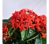 Nouvelles graines fraîches de fleurs d'ixora rouge 60 pièces