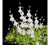 Nouvelles graines fraîches de fleurs d'Utricularia Sandersonii 100 pièces