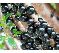 Nouvelles graines fraîches de fruits Jaboticaba 80 pièces