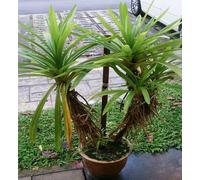 Nouvelles graines fraîches de pandan vert 60 pièces