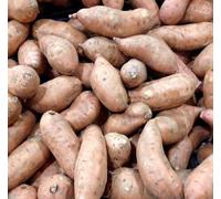Nouvelles graines fraîches de patates douces brunes, 70 pièces