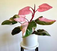 Nouvelles graines fraîches de Philodendron 60 pièces
