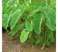 Nouvelles graines fraîches de taro vert 30 pièces