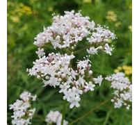 Nouvelles graines fraîches de valériane blanche 90 pièces
