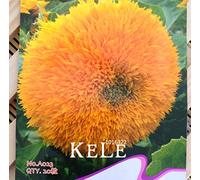 Nouvelles Graines fraîches Teddy Bear Tournesols graines Graines de tournesol Balcon pot Plantes Jardin Bonsai Fleur graines Facile à planter 10pcs