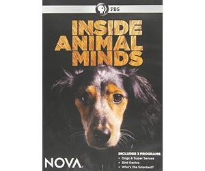 Nova: Inside Animal Minds