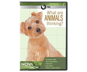 Nova Sciencenow: What are Animals Thinking