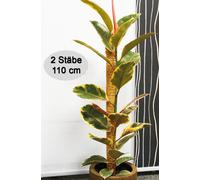 Novatool 2x tuteurs coco 110 cm I Ø 45mm I extensible I fibre de coco naturelle I tuteur de mousse Monstera deliciosa tuteurs de coco