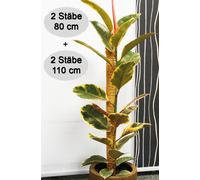 Novatool 2x tuteurs coco 80+110 cm I Ø 45mm I extensible I fibre de coco naturelle I support pour plantes grimpantes Monstera deliciosa tuteurs mousse coco