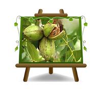 noyer noix Pecan Shawnee plante fruitière vieux sur un pot de 20 - max 90 cm - 2 ans