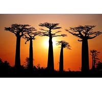 NPRZM Baobab Coucher de soleil sur un arbre, kit de peinture diamant 5D à faire soi-même, par numéros, décoration murale unique, strass en cristal, 40 x 40 cm