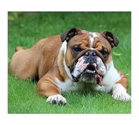 NPRZM Kit de broderie diamant 5D à faire soi-même, bouledogue anglais, 30 x 40 cm