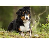 NPRZM Kit de broderie diamant 5D à faire soi-même, motif berger australien, strass, décoration murale pour la maison, 50 x 60 cm