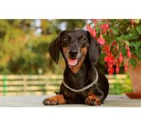 NPRZM Kit de peinture diamant 5D à faire soi-même, broderie diamant, chien teckel noir, point de croix, mosaïque, animaux, décoration murale, cadeau, 30 x 40 cm