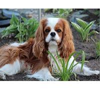 NPRZM Kit de peinture diamant 5D à faire soi-même, Cavalier King Charles Spaniel, loisirs créatifs pour décoration murale, cadeaux d'anniversaire, 50 x 60 cm