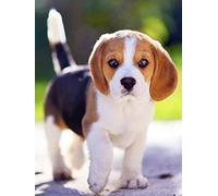 NPRZM Kit de peinture diamant 5D à faire soi-même, motif chiot, chien, beagle, broderie diamant, strass, pour décoration murale, 30 x 40 cm