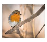 NPRZM Kit de peinture diamant à faire soi-même pour adultes, kit de peinture diamant à l'huile pour débutants - Rouge-gorge sur la neige, 30 x 40 cm