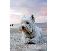 NPRZM Kits de peinture diamant 5D, peinture par numéro, images diamant, loisirs créatifs, décoration murale pour adultes et enfants - West Highland White Terrier, animal 50 x 60 cm