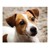 NPRZM Kits de peinture diamant pour adultes et enfants Jack Russell Terrier DIY 5D Kit de broderie strass complet Art Craft 30x40CM