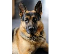 NPRZM Peinture diamant 5D à faire soi-même, image de berger allemand, broderie complète, mosaïque, strass, décoration, 30 x 40 cm