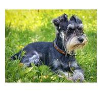 NPRZM Peinture diamant 5D à faire soi-même, motif chien Schnauzer, broderie complète, 3D, mosaïque, strass, 50 x 60 cm