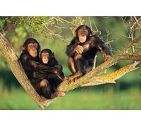 NPRZM Peinture diamant 5D à perceuse complète, chimpanzé, animal, strass en cristal, broderie, images, artisanat pour décoration murale de maison, cadeau, 30 x 40 cm
