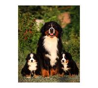 NPRZM Peinture diamant 5D chien, peinture diamant bouvier bernois, peinture diamant 5D point de croix strass broderie diamant Art artisanat salon chambre décoration autocollant mural 50x60CM