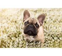 NPRZM Peinture diamant bouledogue français, broderie en cristal, perles, kit complet 5D, mosaïque artisanale, 50 x 60 cm