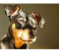 NPRZM Peinture diamant Pinscher nain chien broderie diamant animal 5D point de croix mosaïque diamant rond décor à la maison 30x40CM