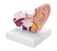 NSXAYIWE 1,5 Fois Modèle d'anatomie de l'oreille Humaine, modèle d'oreille 3D avec Affichage intérieur Moyen extérieur, modèle de Simulation conjoint de l'oreille avec Base pour