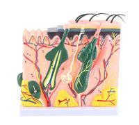 NSXAYIWE Modèle Anatomique de Peau, Modèle d'anatomie de Couches de Peau agrandies 50X avec 25 Structures anatomiques et Cheveux pour l'affichage d'enseignement d'étude en Classe